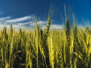 Alimentation - Agriculture, transmission d'entreprise en France
